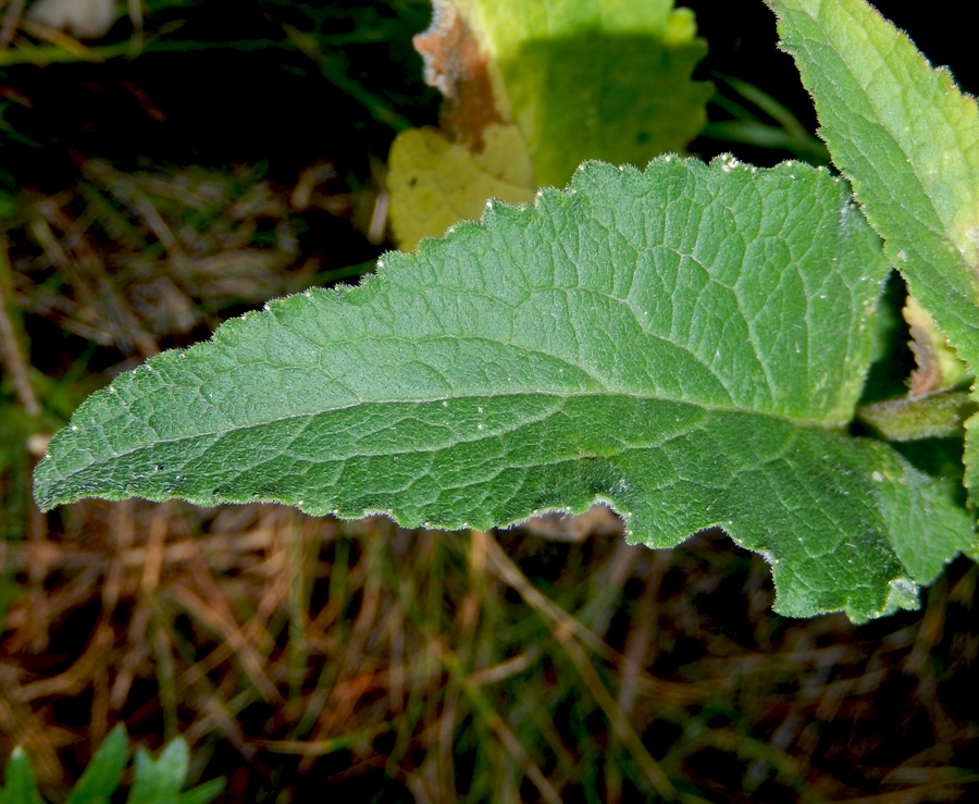 Image of Campanula ruthenica specimen.