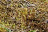 Bryum creberrimum. Растения со спорогонами. Псков, долина р. Пскова у впадения в р. Великая, замшелый лужок на укреплённом берегу. 09.05.2016.