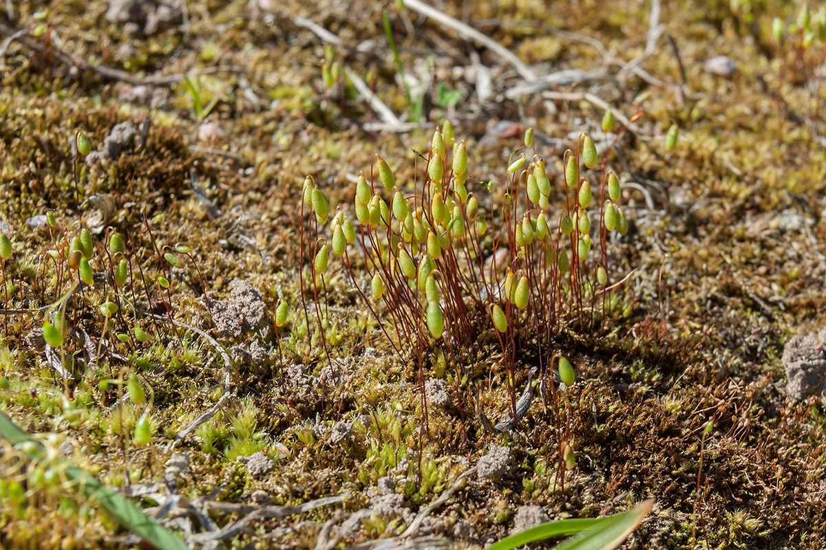 Изображение особи Bryum creberrimum.