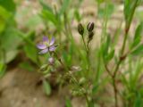 Spergularia rubra. Верхушка цветущего растения. Приморье, Находкинский городской округ, окр. пос. Авангард, у лесной дороги. 04.07.2016.