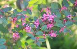 Loropetalum chinense var. rubrum