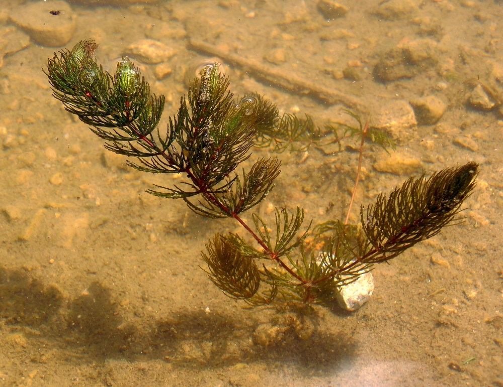 Изображение особи Ceratophyllum demersum.