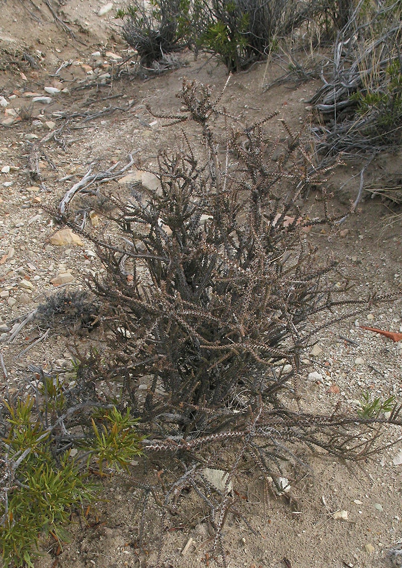 Изображение особи Mulguraea tridens.