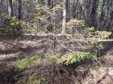 Picea obovata. Умирающая угнетённая особь подроста в сосновом лесу. Башкортостан, окр. Белорецка, гора Мраткина. Последняя декада апреля.