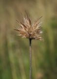 Psoralea bituminosa подвид pontica. Соплодие. Крым, Cевастополь, вершина Сапун-Горы, поляна вдоль грунтовой дороги. 14.08.2017.