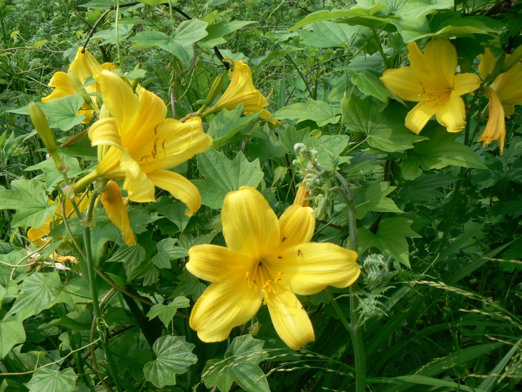 Изображение особи Hemerocallis minor.