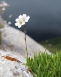 Gypsophila tenuifolia. Часть цветущего растения. Кавказский биосферный заповедник, Фишт-Оштенский массив, юго-восточный отрог горы Оштен, ≈ 2400 м н.у.м., в расщелине скалы. 24.07.2017.