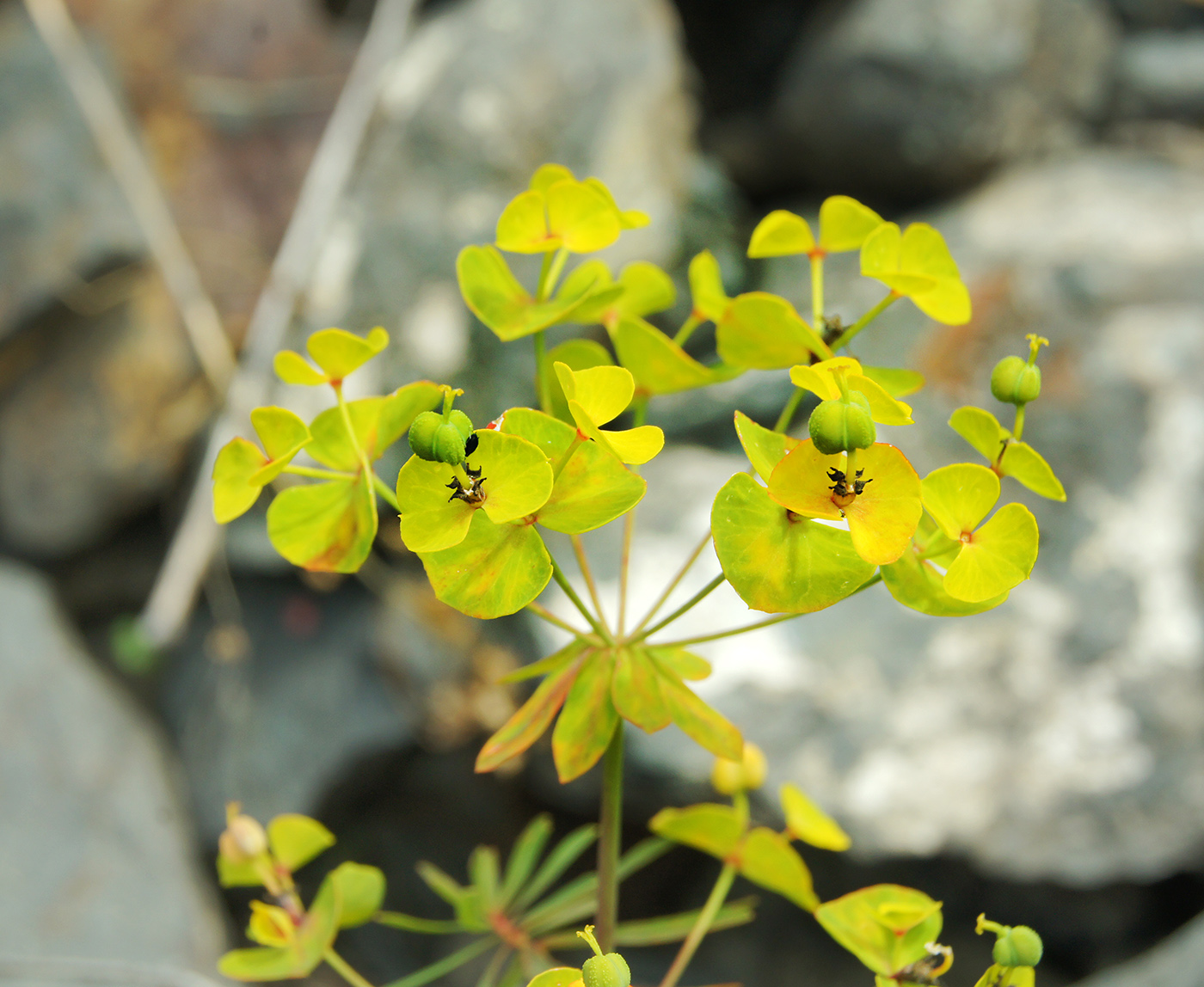 Изображение особи Euphorbia borealis.