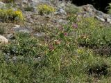 Centaurea calcitrapa