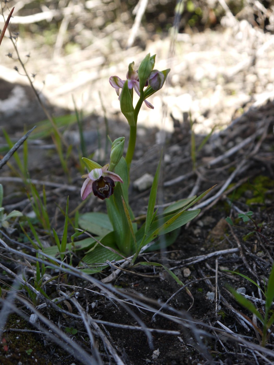 Изображение особи Ophrys argolica ssp. elegans.