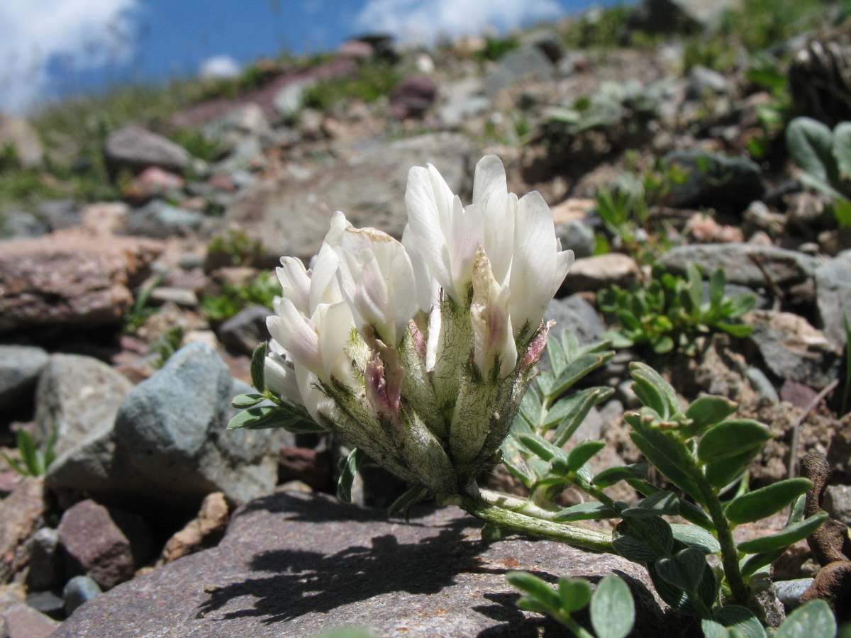 Изображение особи Astragalus sarbasnensis.