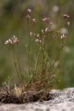 Asperula petraea. Цветущее растение. Башкирия, Ишимбайский р-н, гора Куш-тау, рытвина (ямка) в скальнике. 17.06.2018.