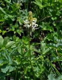 Pedicularis compacta