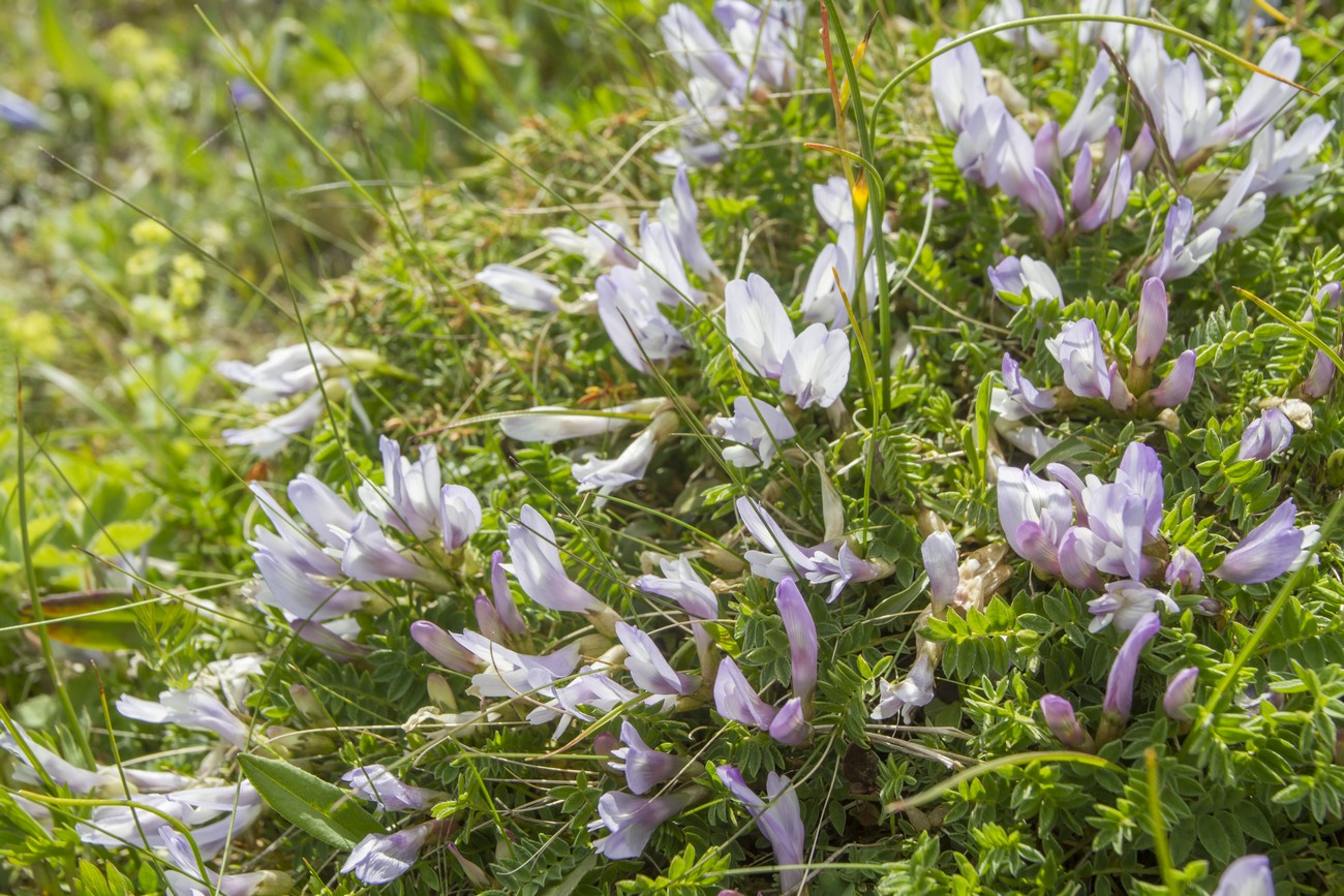 Изображение особи Astragalus levieri.