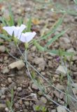 Convolvulus askabadensis