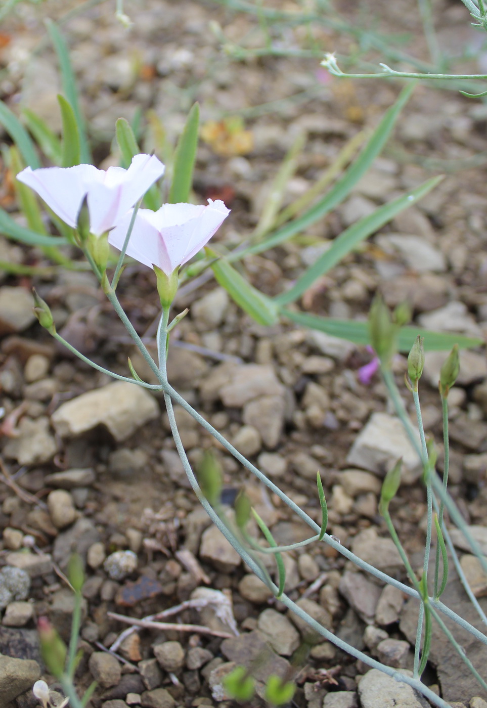 Image of Convolvulus askabadensis specimen.