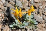 Corydalis sewerzowii