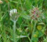 Trifolium stellatum