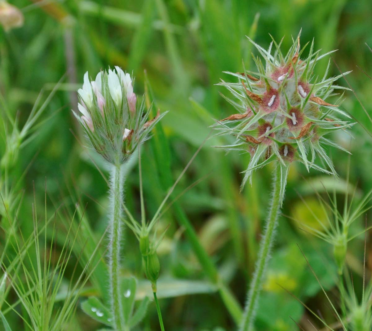 Изображение особи Trifolium stellatum.