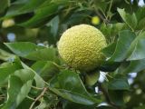 Maclura pomifera. Часть ветви с молодым соплодием. Краснодарский край, Динской р-н, станица Пластуновская. 16.08.2018.