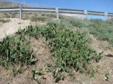 Opuntia humifusa