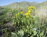 Barbarea vulgaris