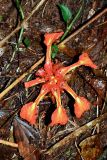 Etlingera coccinea