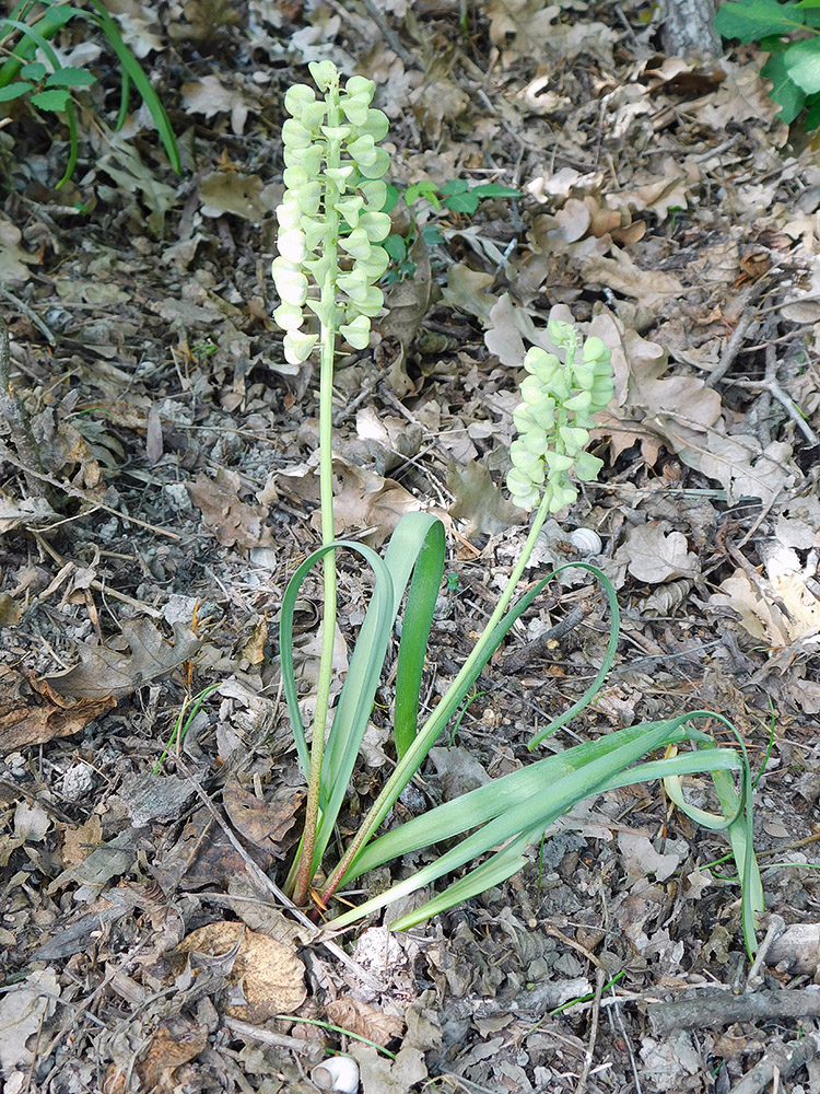 Изображение особи Muscari armeniacum.