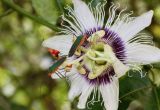 Passiflora edulis