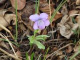 Viola dactyloides