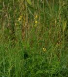 Agrimonia eupatoria