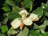 Magnolia grandiflora. Цветок и листья. Таджикистан, г. Душанбе, Ботанический сад. 13.06.2017.