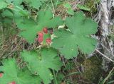 Geranium platypetalum. Листья с поражениями ржавчинным грибом (вероятно, Puccinia leveillei). Кабардино-Балкария, Эльбрусский р-н, окр. с. Нейтрино, ок. 1850 м н.у.м., редколесье. 09.07.2020.