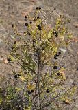 Jasminum fruticans