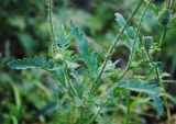 Papaver rhoeas