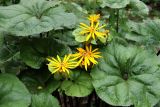 Ligularia dentata. Соцветия и листья. Московская обл., Одинцовский р-н, г. Кубинка, цветник. 04.08.2021.