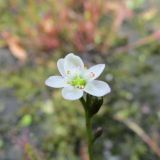 Drosera linearis. Цветок. Московская обл., Щёлковский р-н, в культуре. 11.07.2022.