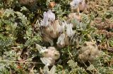 Astragalus nivalis