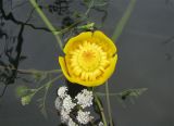 Nuphar lutea