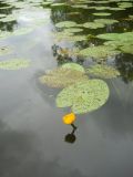 Nuphar lutea