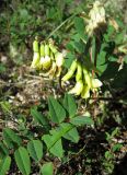 Astragalus frigidus. Верхушка цветущего растения. Забайкалье, хр. Кодар, верховья р. Средний Сакукан. 26.07.2007.