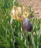 Iris squalens