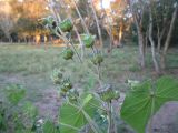 Abutilon theophrasti