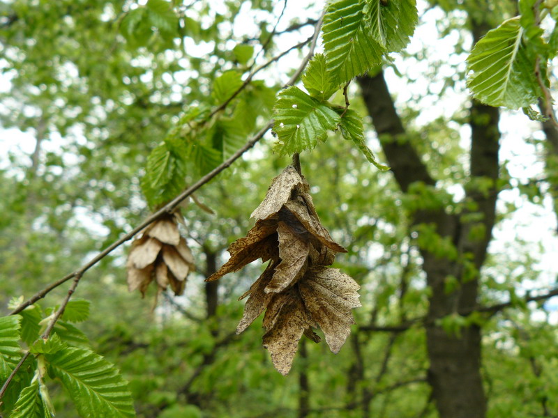 Изображение особи Carpinus orientalis.