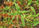 Cistus monspeliensis