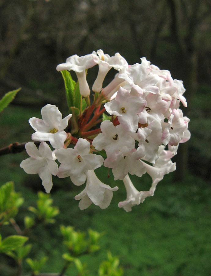 Изображение особи Viburnum farreri.