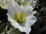 Helleborus niger