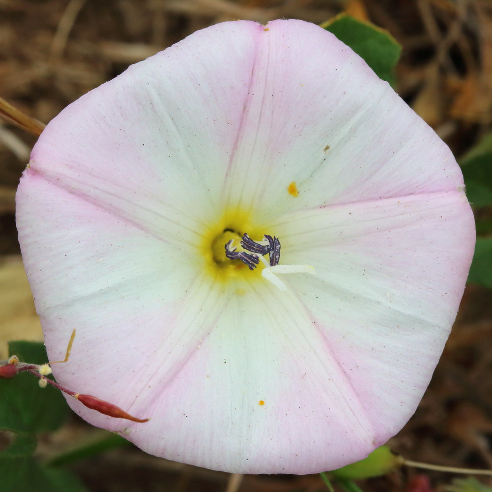 Вьюнок полевой (Convolvulus arvensis)