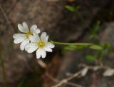 Cerastium glabratum