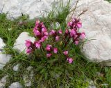 Pedicularis nordmanniana